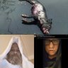 William grizzle profil fotoğrafı