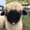 nothing (sheepboy🐑) 的头像