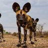 2WildDogs_ofAuDHD 的头像