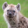 Galactic Eternal Hyena 🇭🇺🇺🇸🇷🇺 profil fotoğrafı