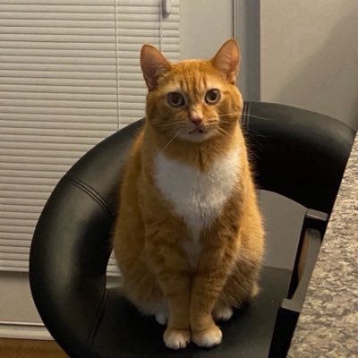 Renee white cooks's profile picture
