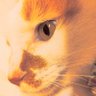 東のネコ 的头像