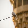 Фото профиля Nader Khodadadi