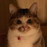 まるフォイ profil fotoğrafı