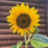 PanhandleLadee profil fotoğrafı