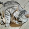 ミュウパパ's profile picture