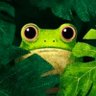Northern Frog 的头像