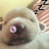 san tiu's profile picture