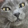 Gato 🐱🔸's profile picture