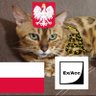 Malyavochka🇵🇱🇪🇺🏳️🌈's profile picture