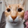 Red profil fotoğrafı