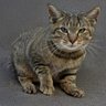 RINO profil fotoğrafı
