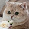 miciellu profil fotoğrafı