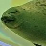 アザラシ 的头像