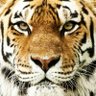 ひーくん🐯's profile picture