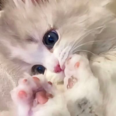 iyashichannel_'s profile picture