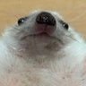 Profilbild von TweetsByS