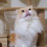 とんこつ🐈🐾@カメラ、ガジェット好き、サッカー日本代表🇯🇵 的头像