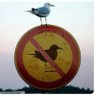 peace? да!'s profile picture