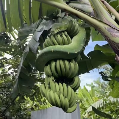aislatte66's profile picture