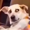 Profilbild von Sunku