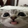 arcTOES 的头像