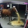 Фото профиля The Horse From Whom The Vomit Flows