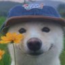 Profilbild von D