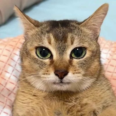 MeiMei's profile picture