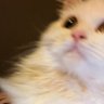 RICA | ⏾ ⋆˙⟡ 𖾕𖾝꙼ᩚ𛲕𖾟's profile picture
