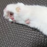 Profilbild von プリン