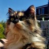 Maisie the Tortie / Margaret 🇬🇧🇨🇦's profile picture