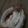 Giorgi's profile picture