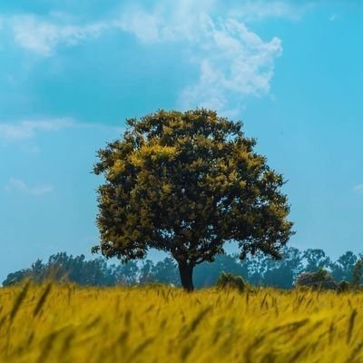 Ruha Temas's profile picture
