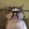 No Cat No Fun profil fotoğrafı