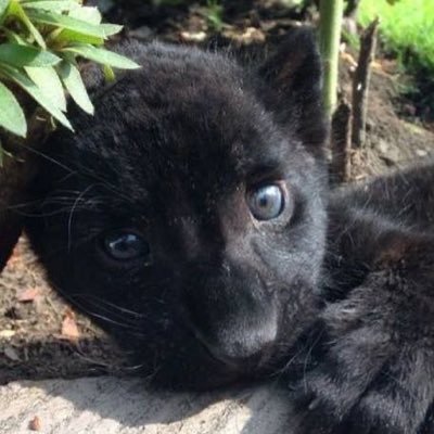 panterinhu's profile picture