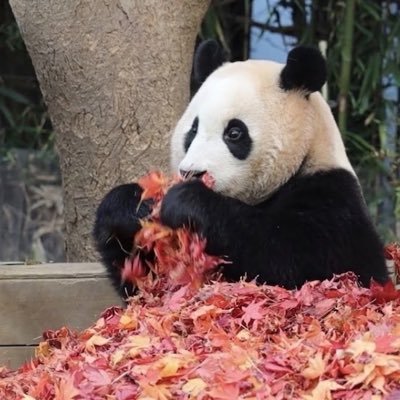 xixi_minxi's profile picture