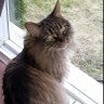 DefendThyCat's profile picture