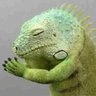 ãŽãžã©ã«ãªããŸãããã«'s profile picture