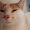 MewDkat's profile picture