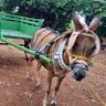 COMENTADOR DE CARROÇA's profile picture
