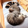 猫ヤロウ🐈⬛ profil fotoğrafı