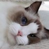 เกิน(keliq)'s profile picture