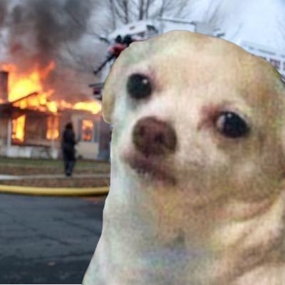 chiweethedog's profile picture