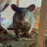 BananaPouchie profil fotoğrafı