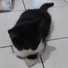 Profilbild von Chachan