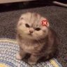 this is basically a nerd account 的头像