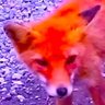 Фото профиля Red Fox