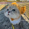 ovalls's profile picture