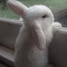☆unibunny☆ profil fotoğrafı